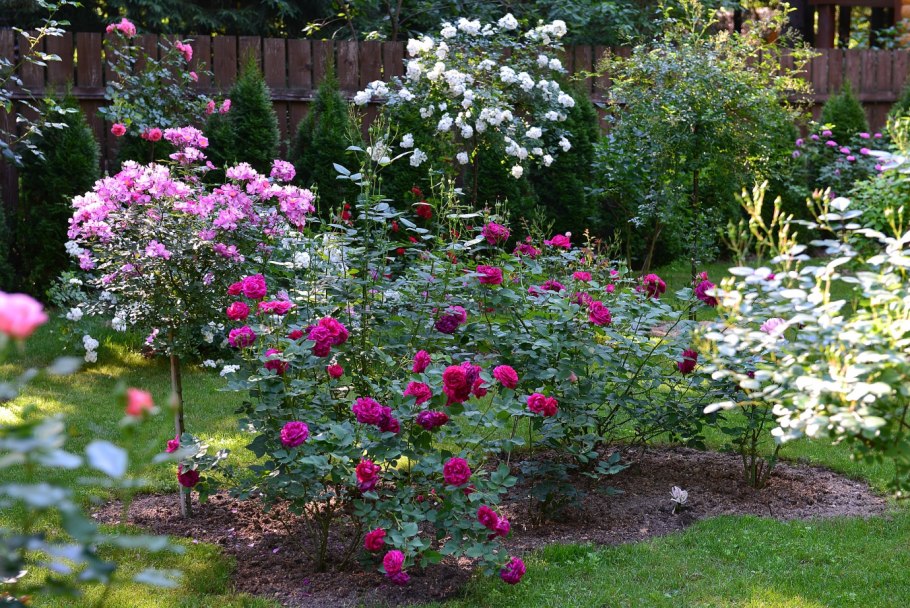 Young Lycidas, Austin Великобритания, 2008