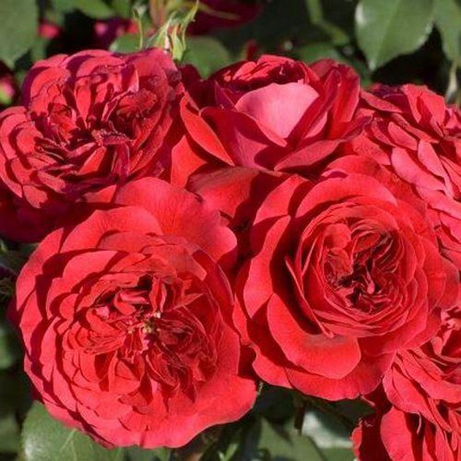 Роза Блю маджента