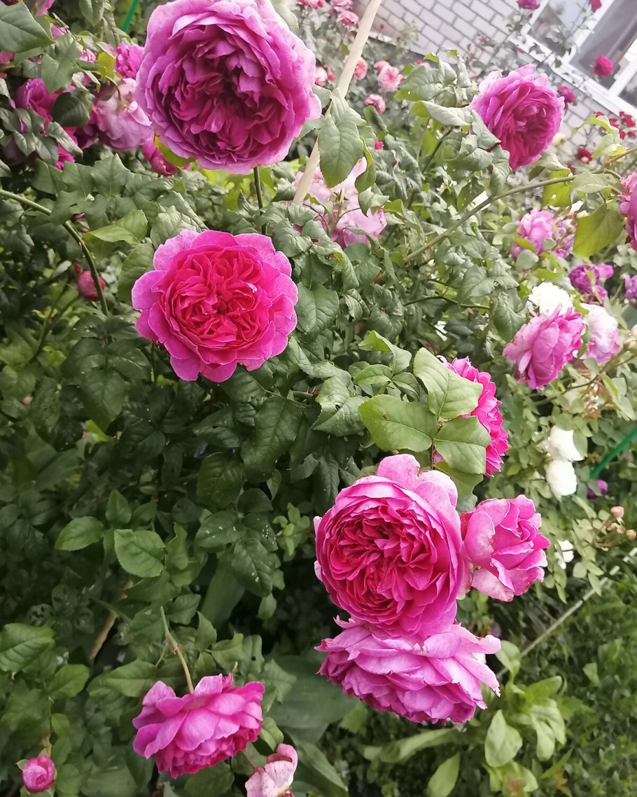 Young Lycidas роза Остина