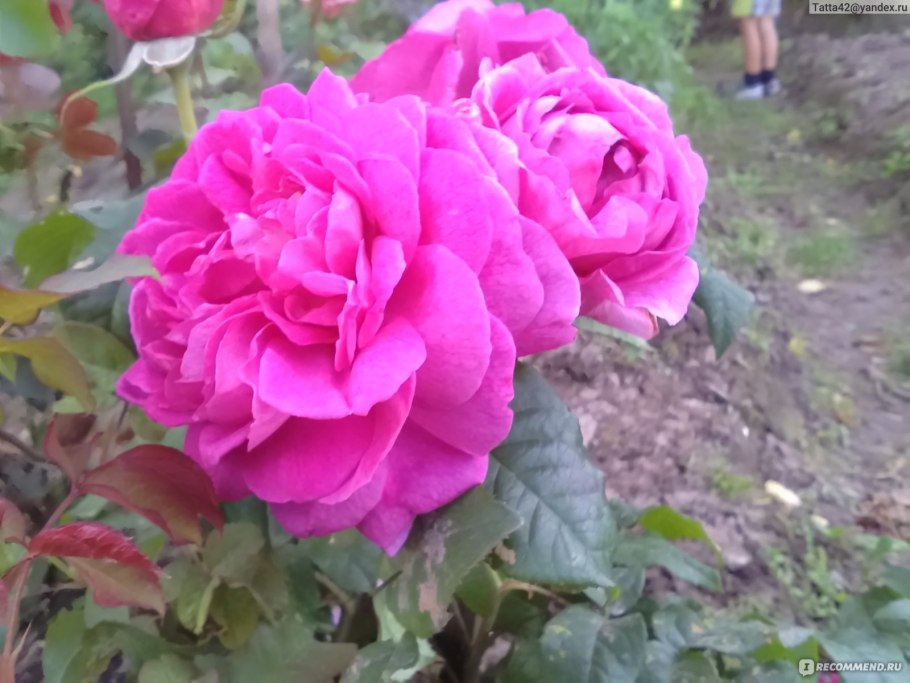 Роза Robert le diable