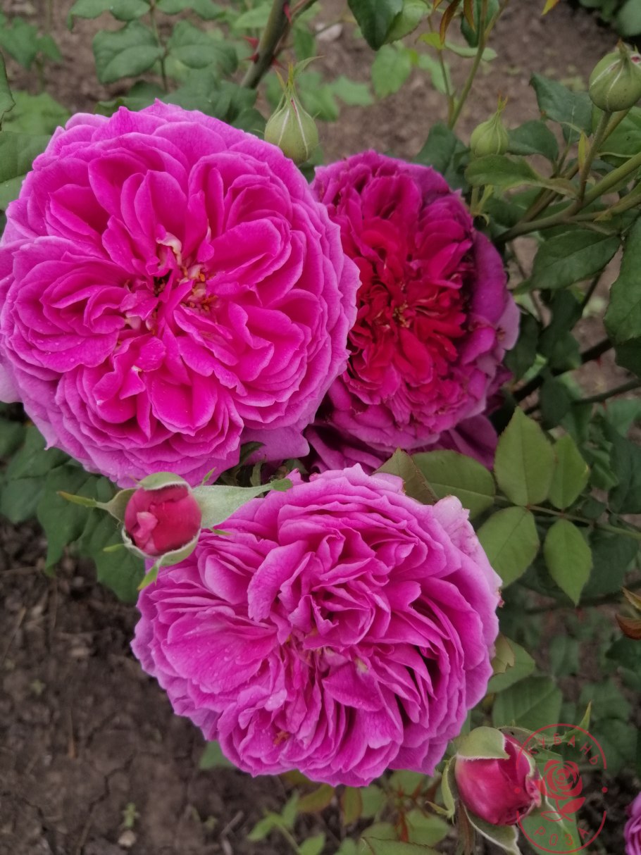 Роза срезочная Жанелли