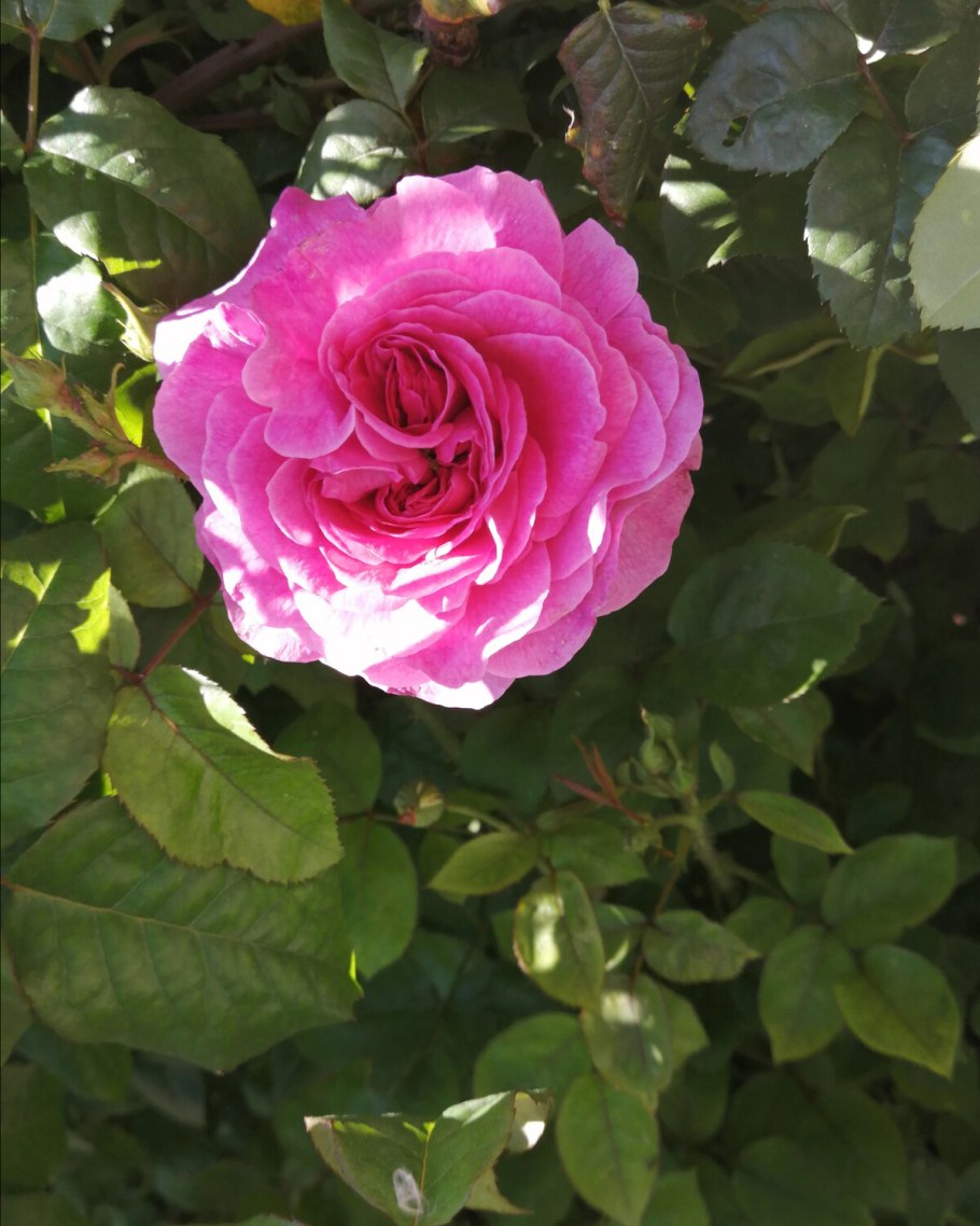 Шраб перпл Лодж