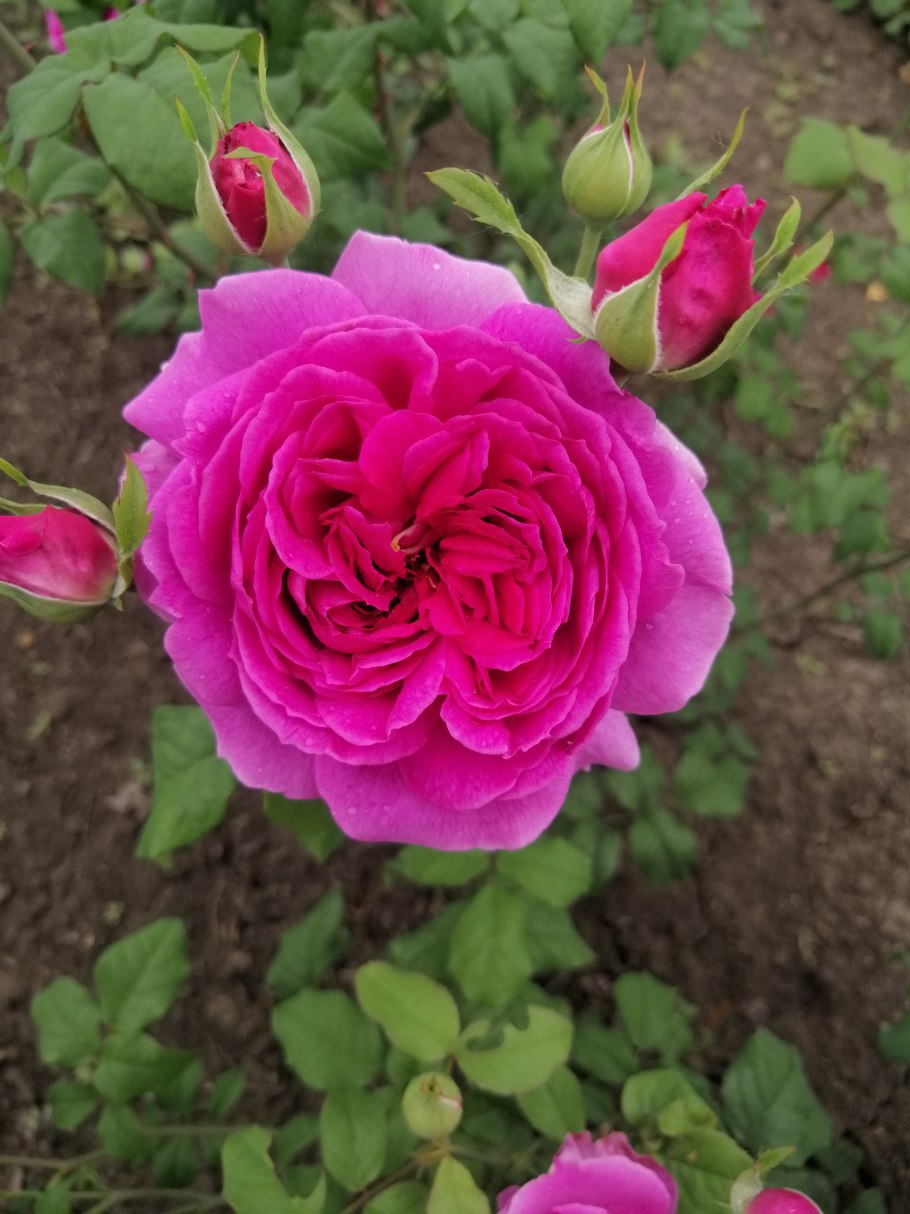 Роза Люсидас