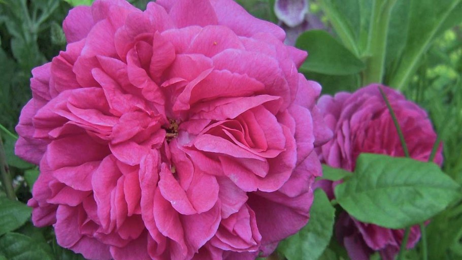 Роз Остина леди оф Меггинч