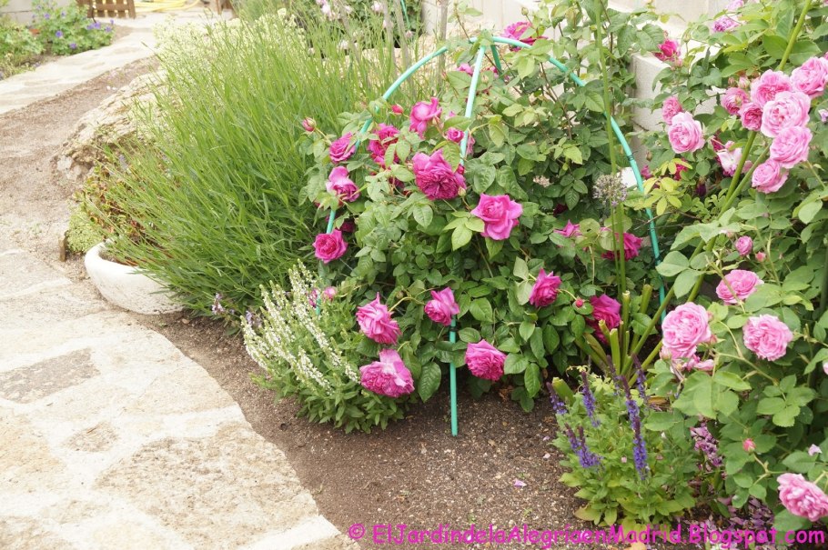 Керри роза Остина