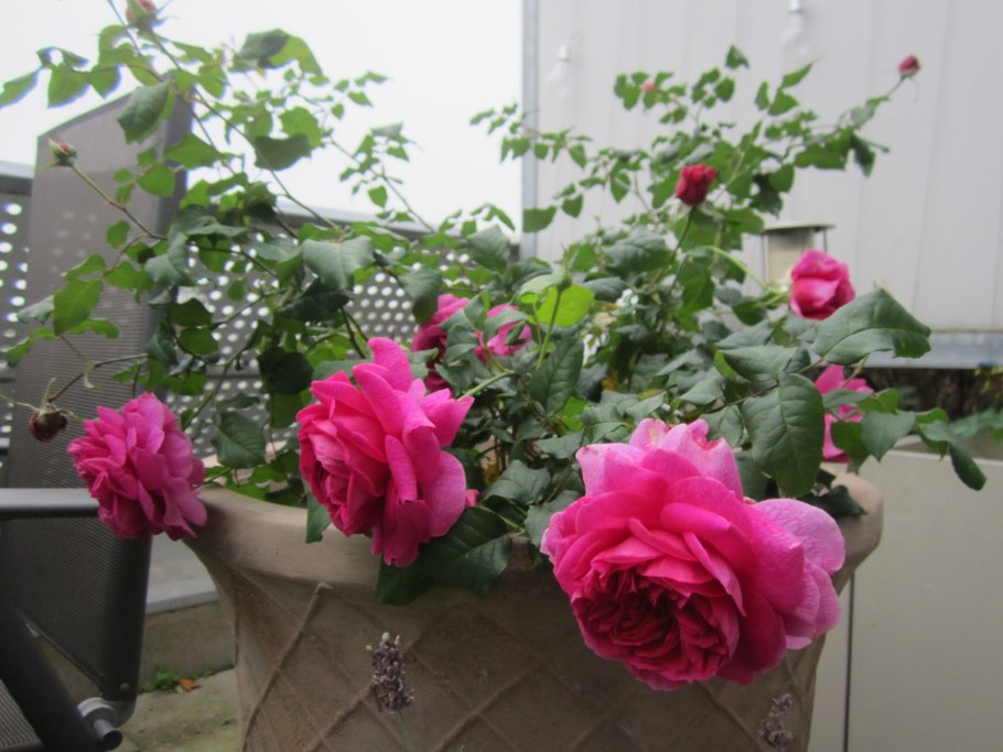 Роза Парковая Вильям Шекспир