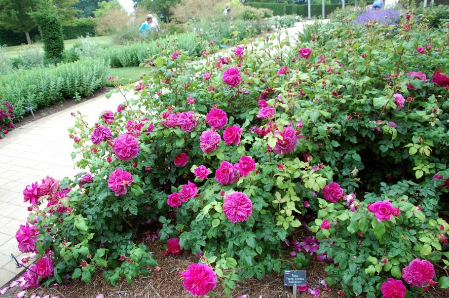 Роза английская young Lycidas