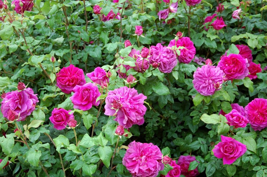 Роза Лонг Люсидас