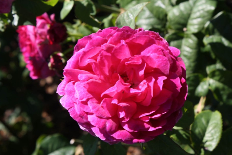 Young Lycidas роза