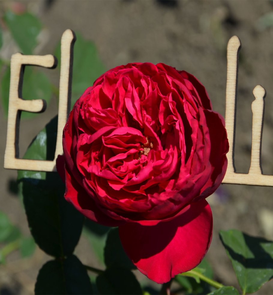 Плетистая роза Constance Spry