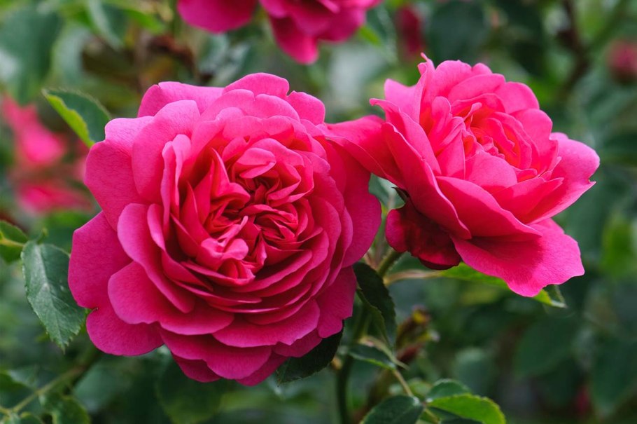 Роза Кисс ми