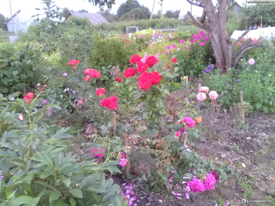 Роза перпл Лодж