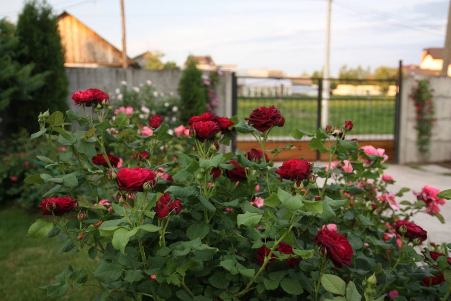 Роза Парковая Дитер Мюллер