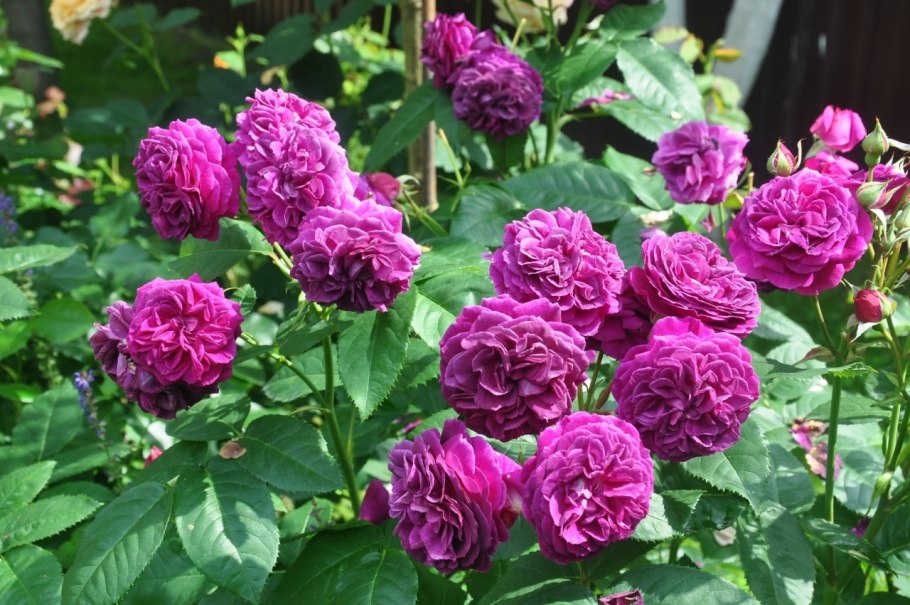 Роза перпл лодж шраб