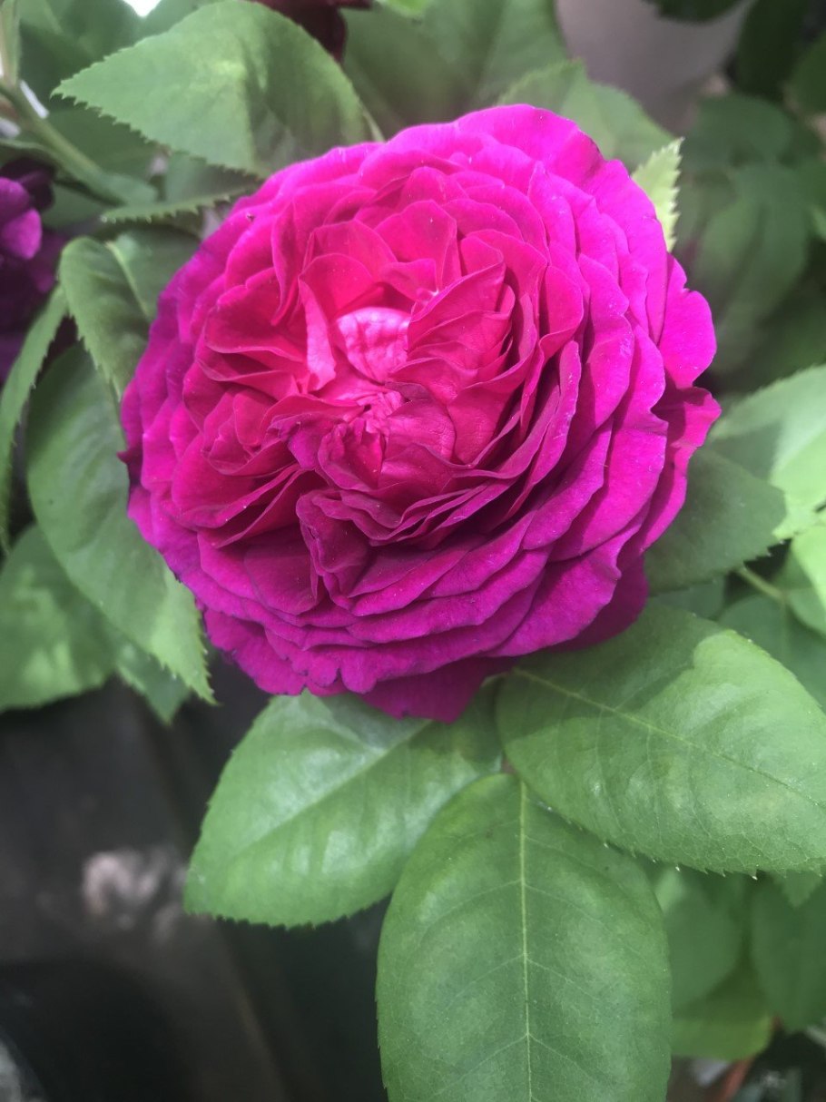 Роза перпл лодж