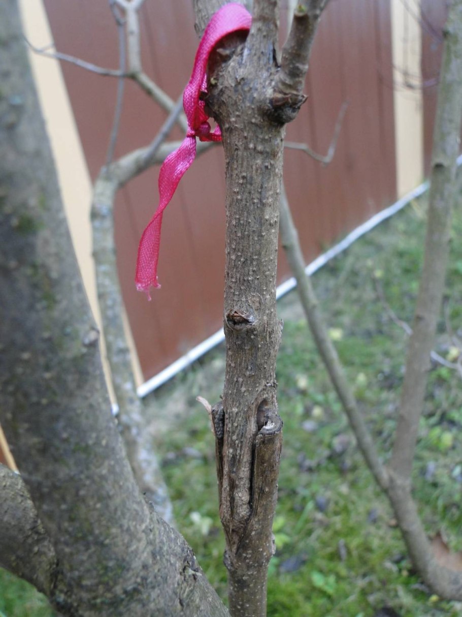 Размножение сирени отводками