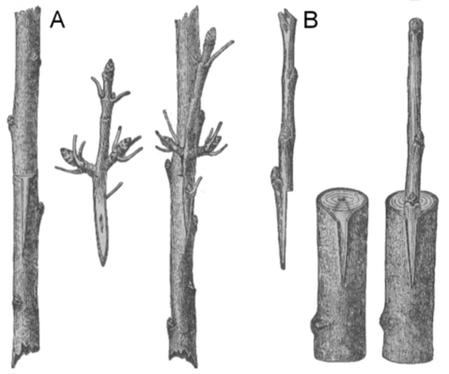 Схема выращивания плодовых саженцев