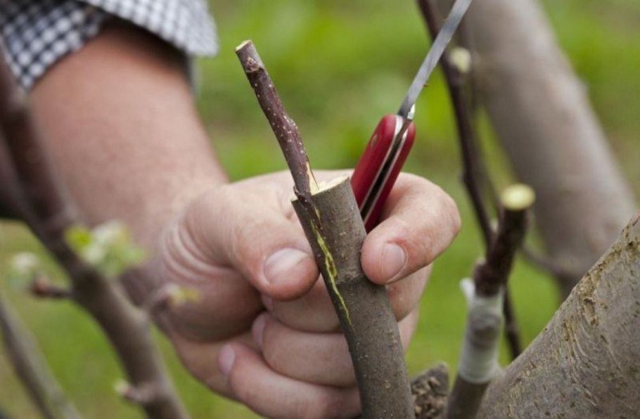 Черенок розы флорибунда