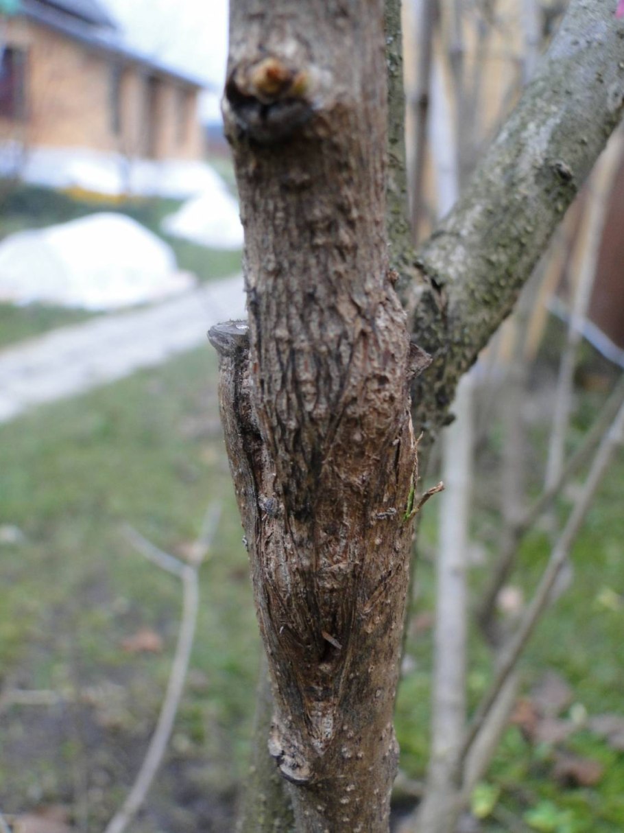 Корневая поросль у розы