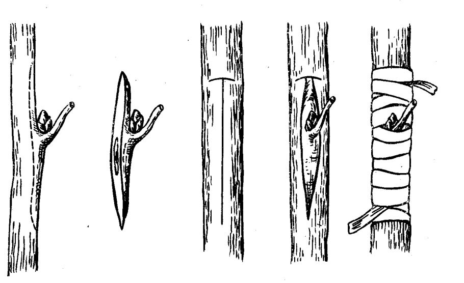 Прививка яблони в расщеп