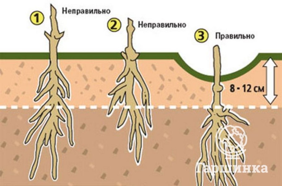 Корни гортензии метельчатой