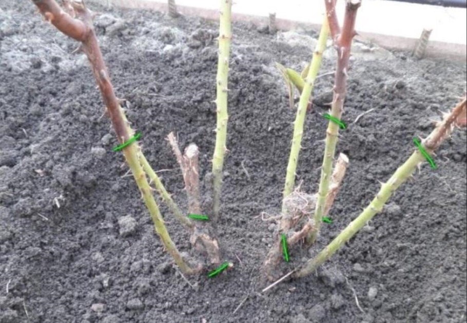 Улучшенная копулировка яблони