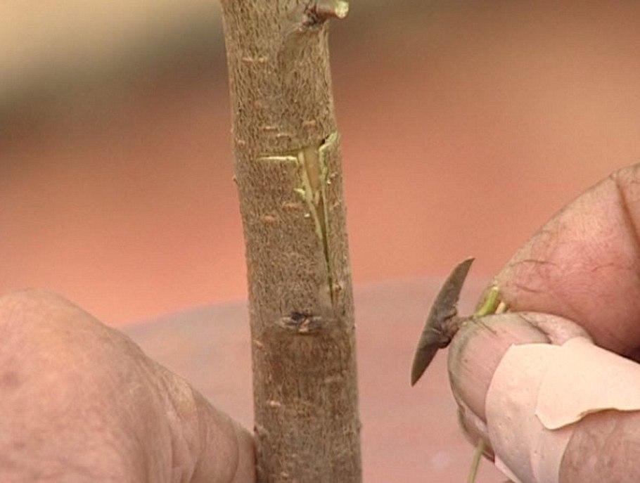 Алыча одревесневшие черенки