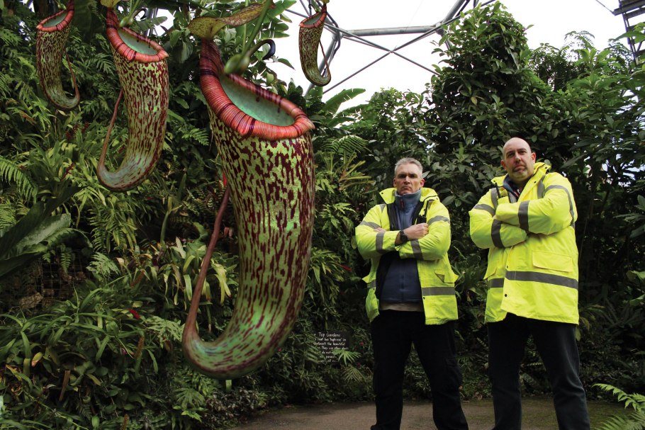 Непентес гигантский