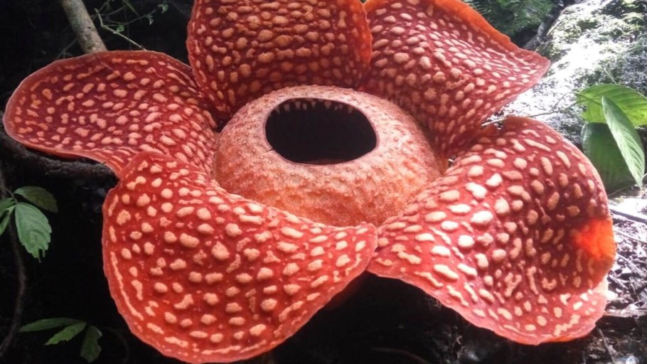 Венерина мухоловка из полимерной глины