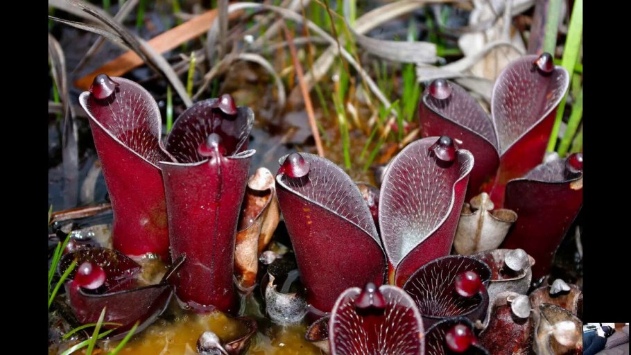 Горная тупайя и непентес