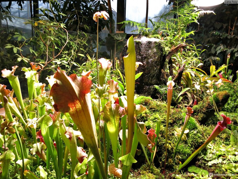 Хищные растения фэнтези