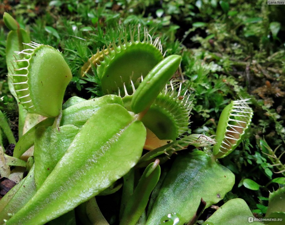Непентес растение хищник