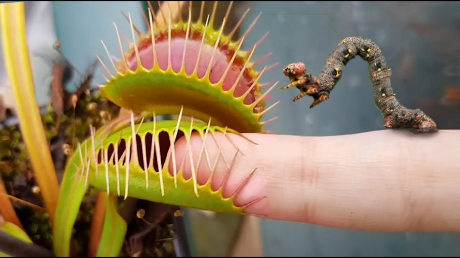 Венерина мухоловка