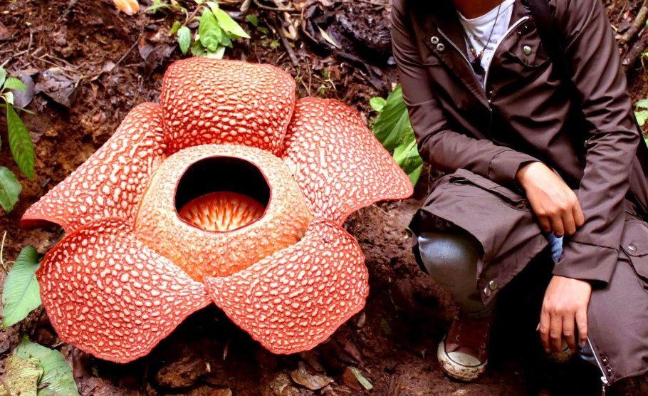 Непентес Раджа