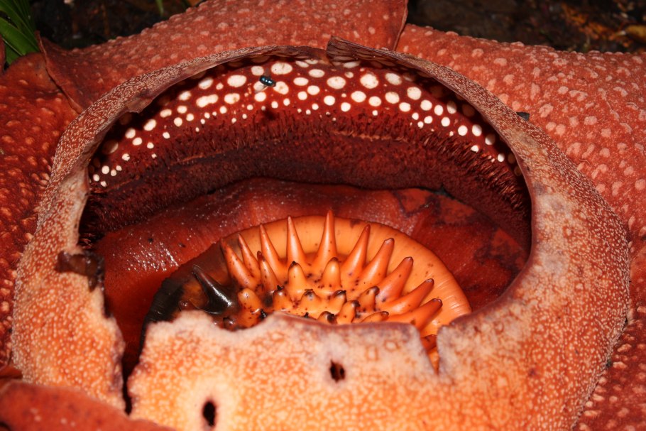 Раффлезия это хищное растение