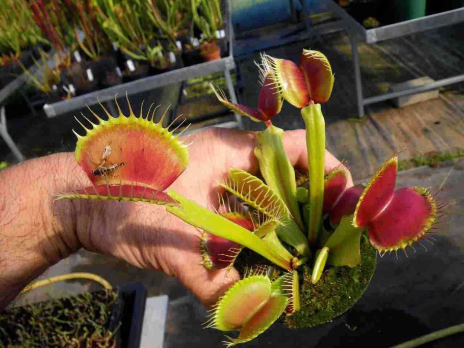 Растения хищники раффлезия