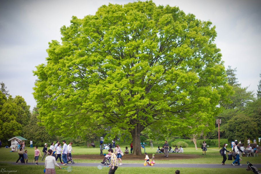Дзельква пильчатая (Zelkova serrata