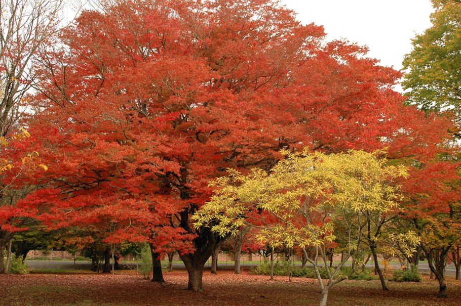 Zelkova Nire листья