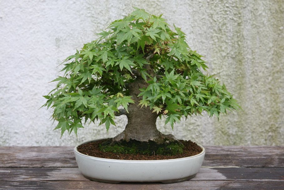 Дзельква (Zelkova carpinifolia)