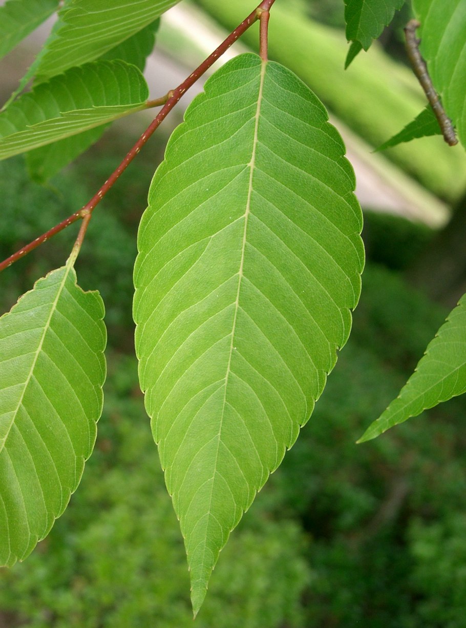 Zelkova бонсай