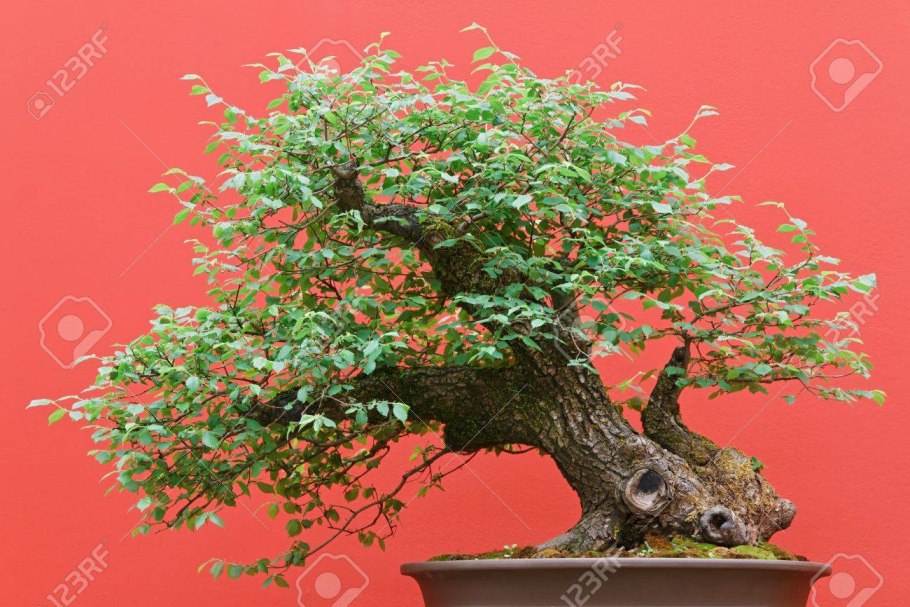 Zelkova carpinifolia