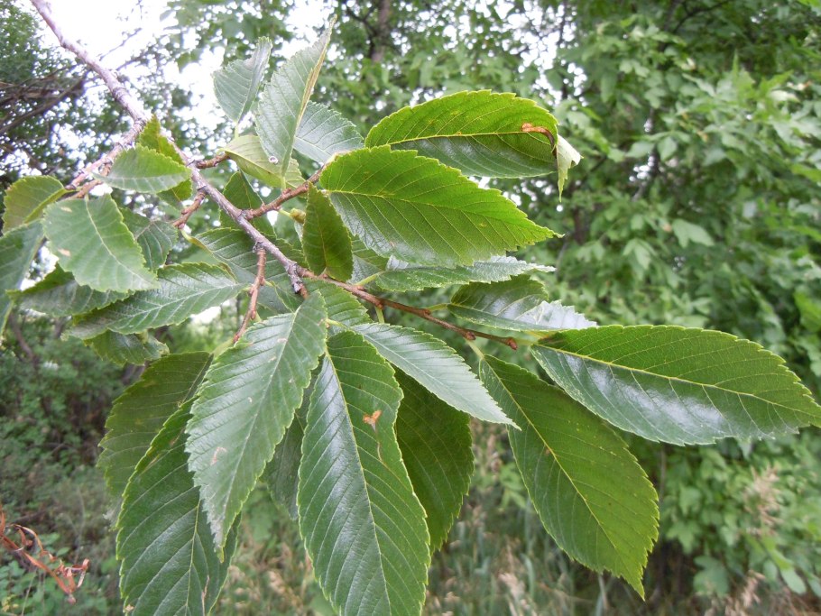 Zelkova carpinifolia in multistemmed form