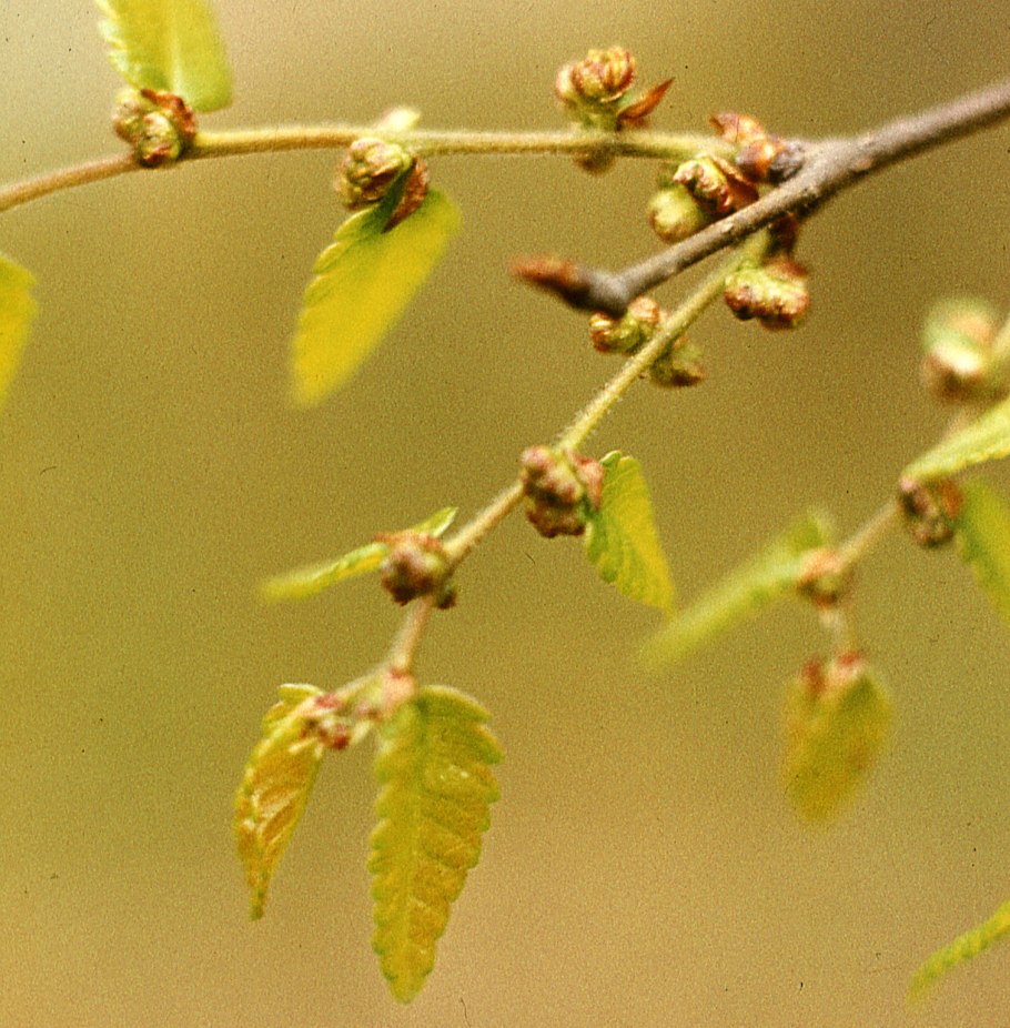 Zelkova serrata бонсай