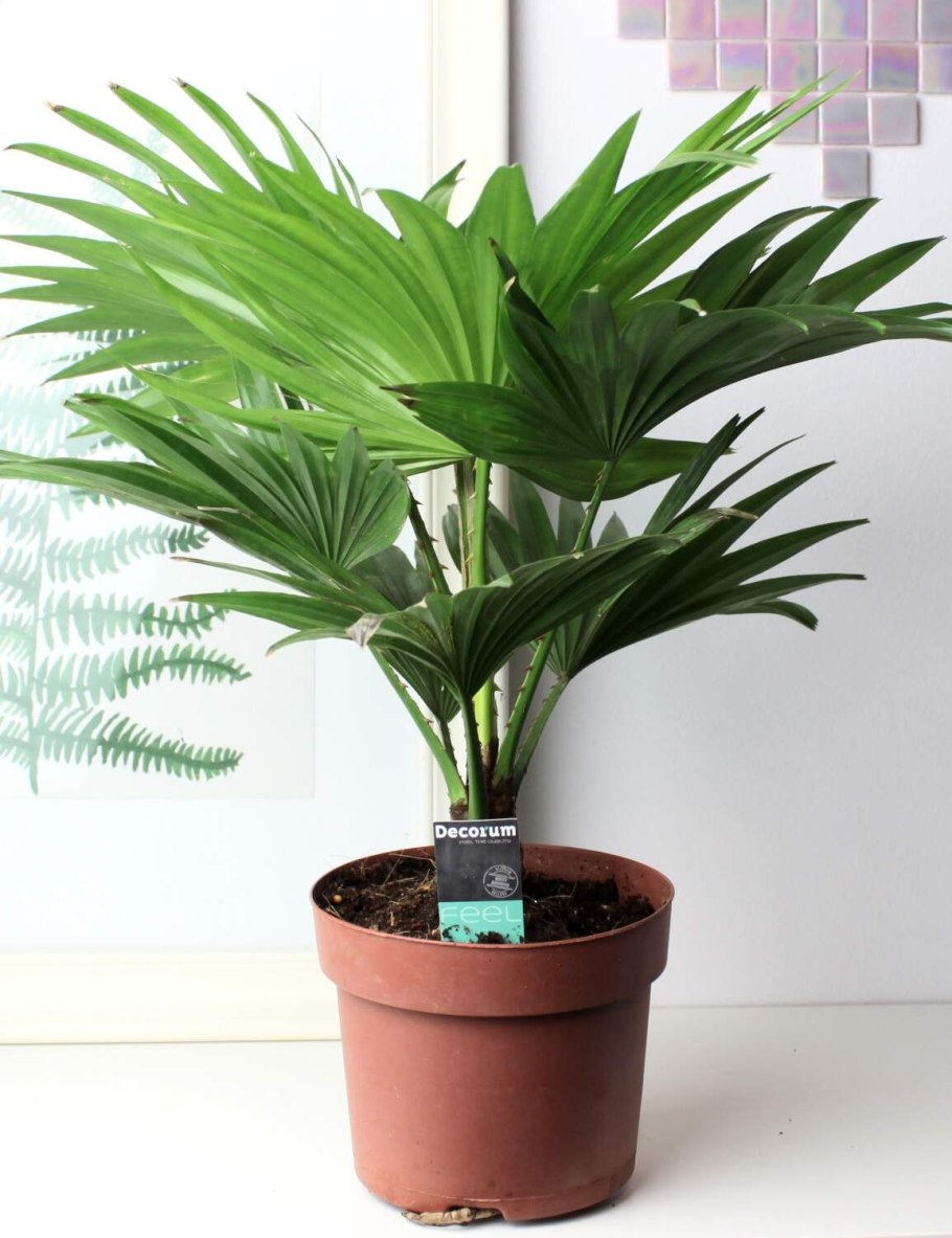 Лиственные растения