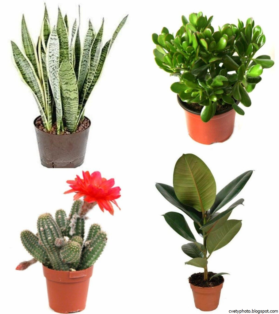 Название домашних цветов