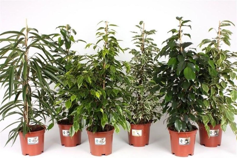 Лиана сциндапсус Эпипремнум