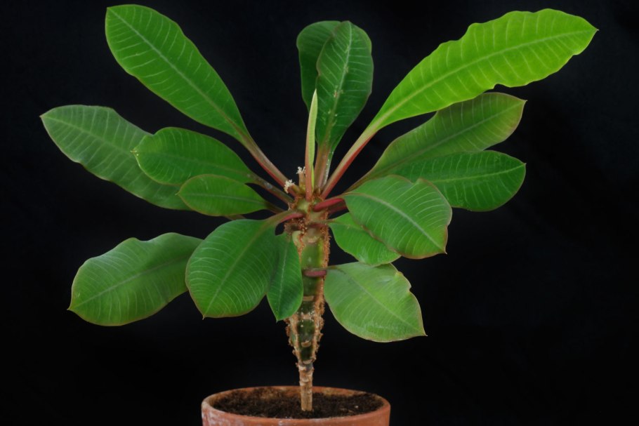 Арека Хризалидокарпус