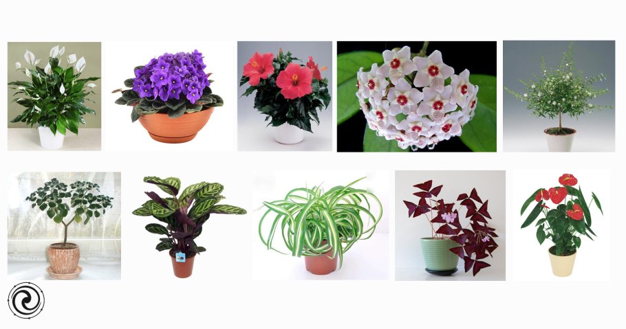 Сансевиерия тиара Эмеральд