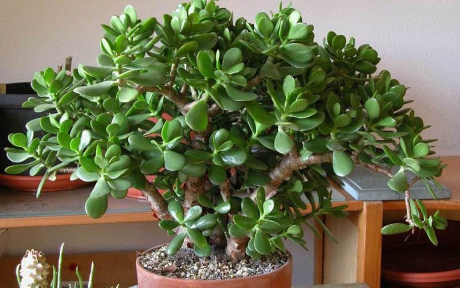 Полезные комнатные растения названия