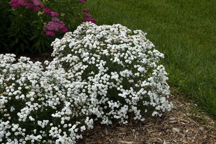 Тысячелистник птармика (Achillea ptarmica)